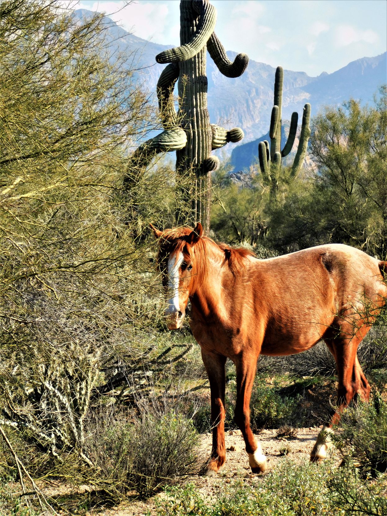 Salt River Wild Horse